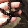 Brittle Starfish