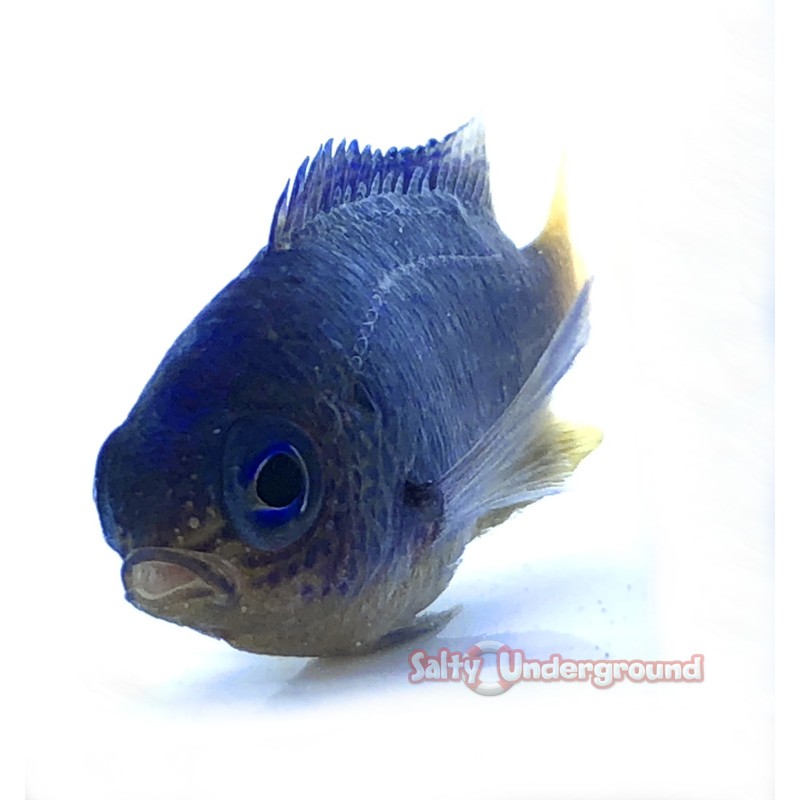 Cerulean Damsel (Pomacentrus Caeruleus )