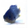 Cerulean Damsel (Pomacentrus Caeruleus )