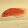 McCullochi Dottyback (Pseudochromis McCullochi)