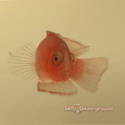 McCullochi Dottyback (Pseudochromis McCullochi)