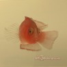 McCullochi Dottyback (Pseudochromis McCullochi)