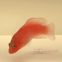 McCullochi Dottyback (Pseudochromis McCullochi)