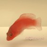 McCullochi Dottyback (Pseudochromis McCullochi)