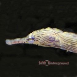 Dragon Pipefish