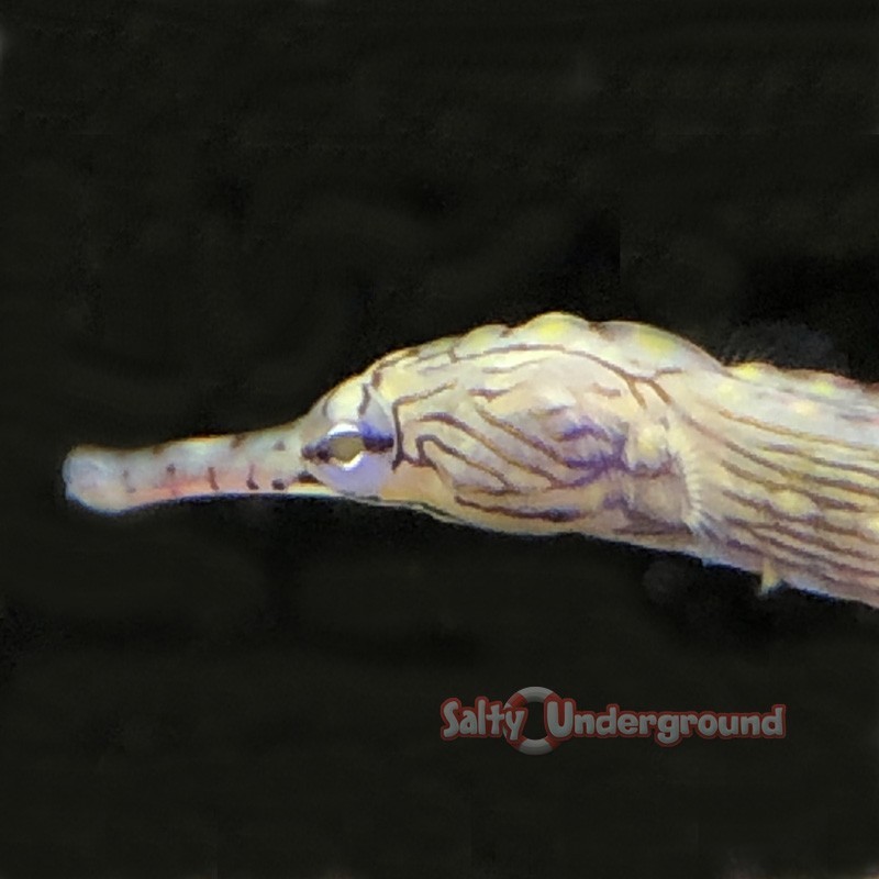 Salty Underground: Dragon Pipefish