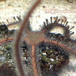 Brittle Starfish...