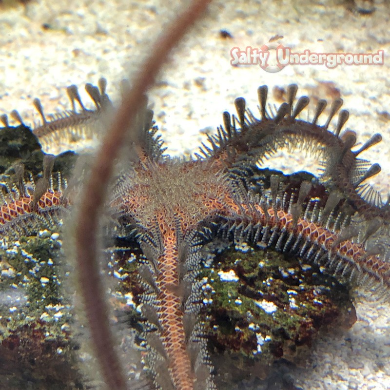 Brittle Starfish (Ophioderma sp.)