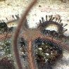 Brittle Starfish (Ophioderma sp.)