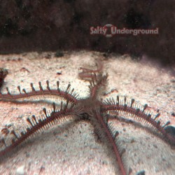 Brittle Starfish (Ophioderma sp.)