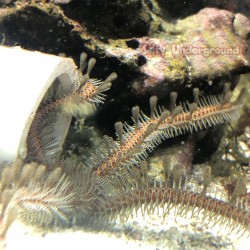 Brittle Starfish (Ophioderma sp.)