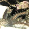 Brittle Starfish (Ophioderma sp.)