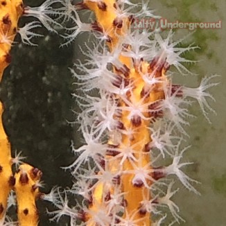 yellow stick gorgonian up close