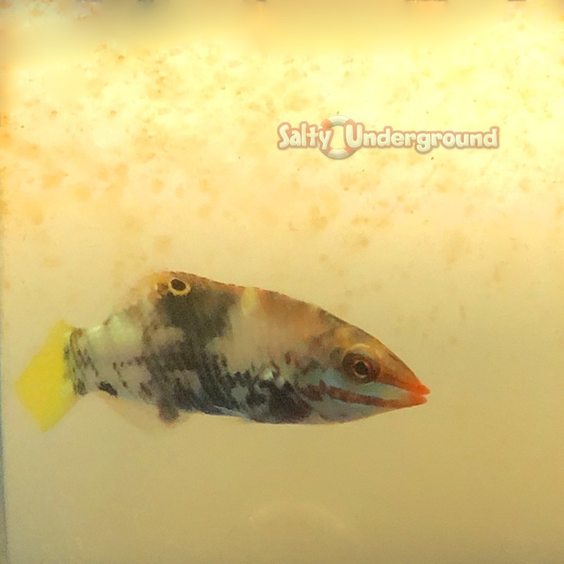 Salty Underground: Basket Wrasse (Halichoeres Hortulanus)