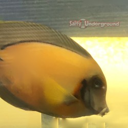 Chocolate Tang (Acanthurus...