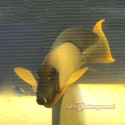 Chocolate Tang (Acanthurus pyroferus) Mature