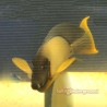 Chocolate Tang (Acanthurus pyroferus) Mature