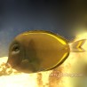 Gold Rim Tang (Acanthurus nigricans)