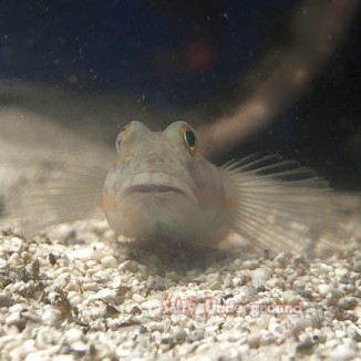 Salty Underground: Orange Spotted Diamond Goby (Valenciennea puellaris)