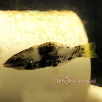 Salty Underground: Basket Wrasse (Halichoeres Hortulanus)