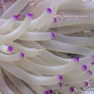 Salty Underground: Pink Tip  Condylactis Anemone