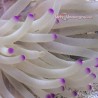 Condylactis Pink Tip Anemone (Condylactis gigantea)