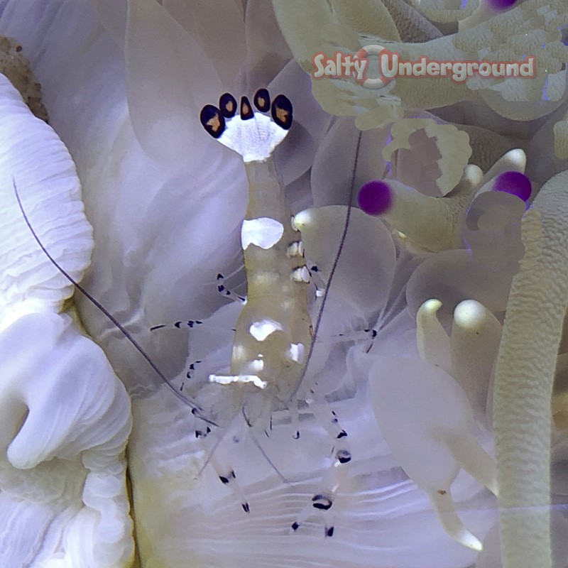 Anemone Shrimp (Periclimenes Brevicarpa)