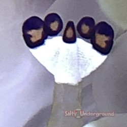 Anemone Shrimp (Periclimenes Brevicarpa)