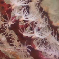 Salty Underground: Red Stick Gorgonian