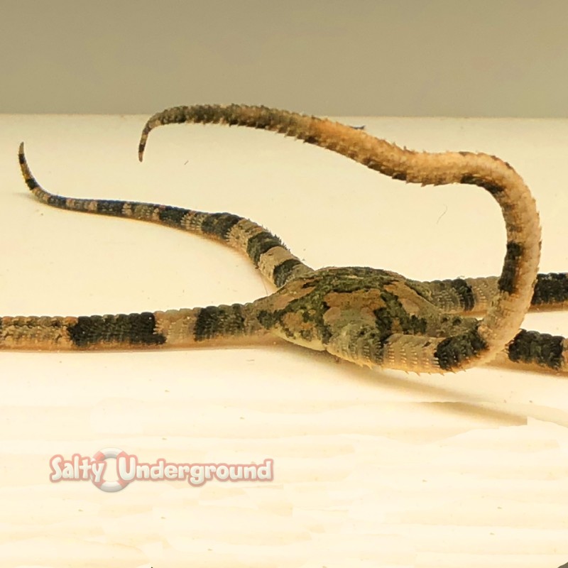 Salty Underground: Banded Serpent Starfish (Ophioderma Appressum)