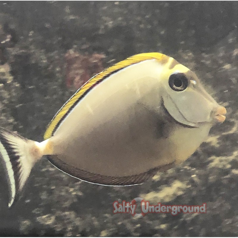 Salty Underground: Blonde Naso Tang (Naso elegans)