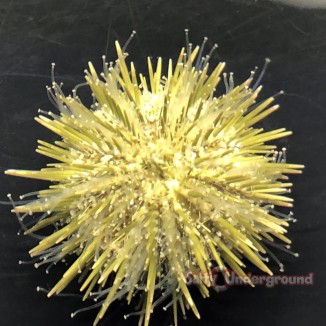 Salty Underground: Pin Cushion Urchin - Ivory (Lytechinus sp.)