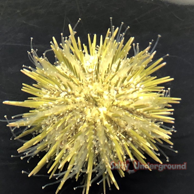 Salty Underground: Pin Cushion Urchin - Ivory (Lytechinus sp.)