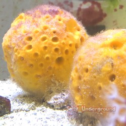 Yellow Moon Sponge...