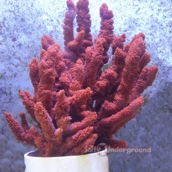 Red Tree Deep Water Sponge
