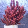 Red Tree Deep Water Sponge