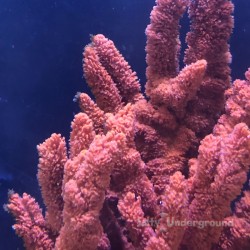 Red Tree Sponge