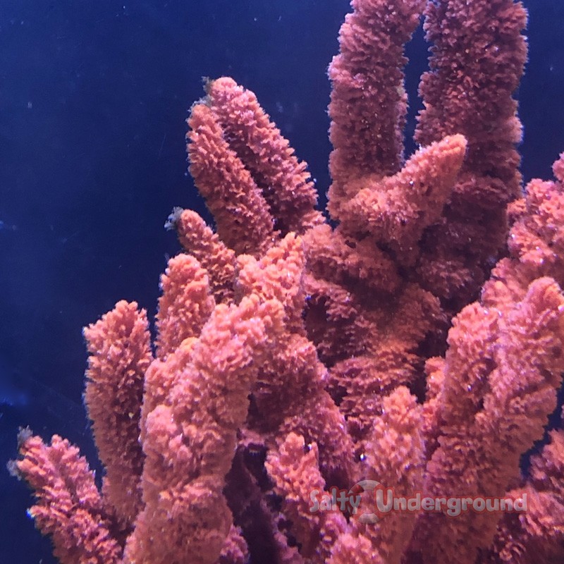 Red Tree Sponge