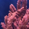 Red Tree Sponge