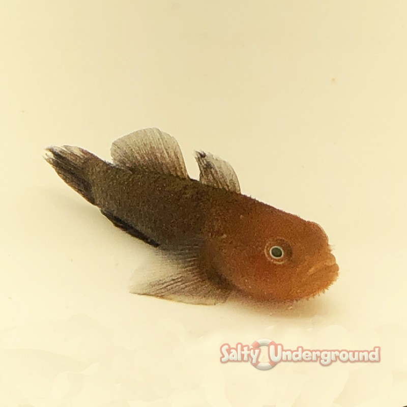Redhead Stylophora Goby (Paragobiodon Echinocephalus)