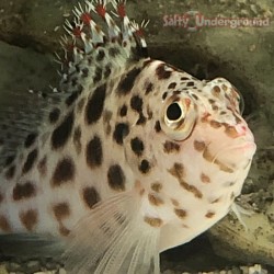 Spotted Hawkfish (Cirrhitichthys aprinus)