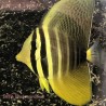 Pacific Sailfin Tang (Zebrasoma velifer)
