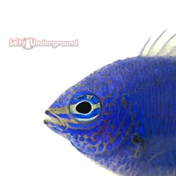 Yellowtail Damsel Face