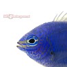 Yellowtail Damsel Face