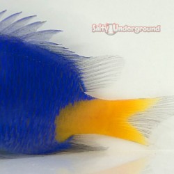 Yellowtail Damsel tAIL