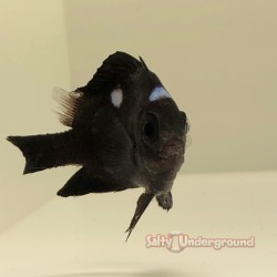 Domino Damsel (Dascyllus trimaculatus)