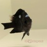 Domino Damsel (Dascyllus trimaculatus)