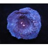 Aquacultured Tabling Blue and Black Sponge