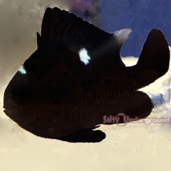 Domino Damsel (Dascyllus trimaculatus)