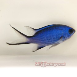 Salty Underground: Blue Reef Chromis (Chromis Cyaneus)